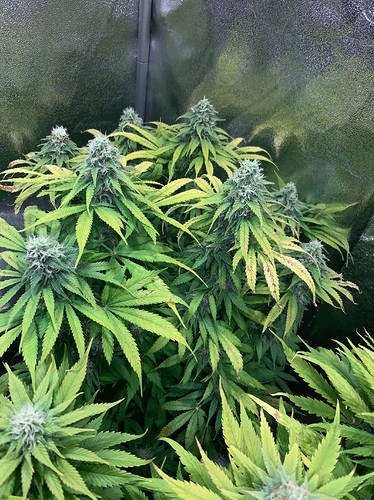 Growreport Bild 6