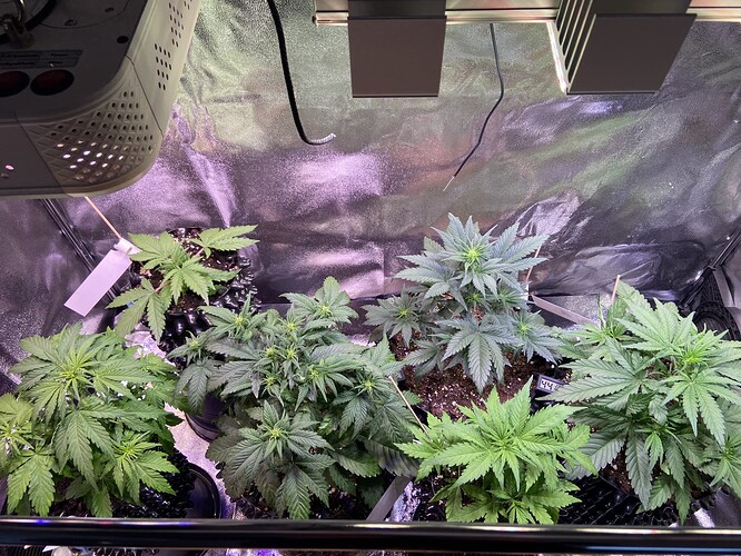 Growreport Bild 2