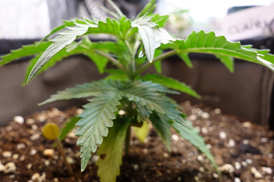 Ein junger Cannabissämling mit mehreren Blättern und einem kleinen Keimling daneben, der aus der Erde wächst.