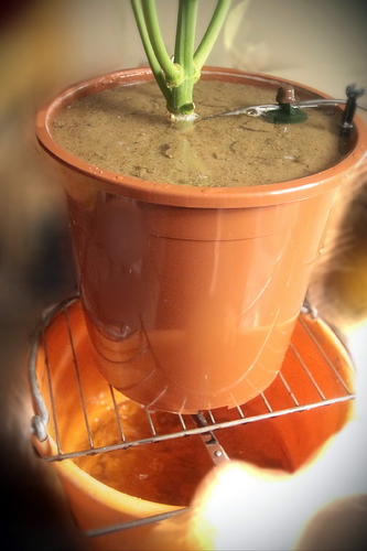 Growreport Bild 20