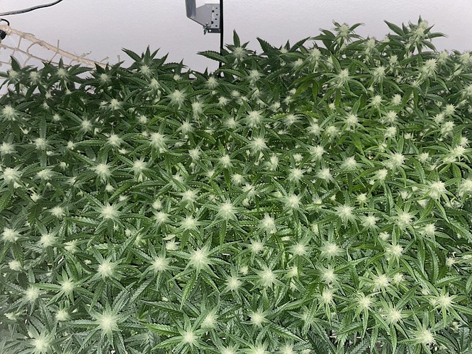 Growreport Bild 6