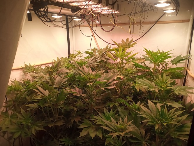 Growreport Bild 47