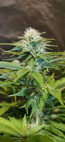 Growreport Bild 4