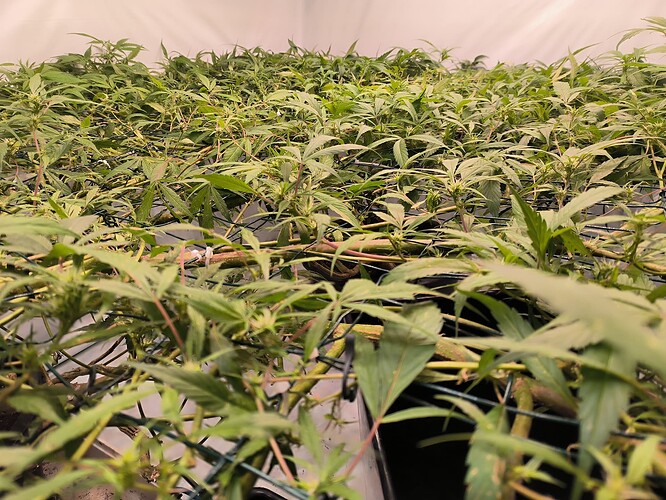 Growreport Bild 11