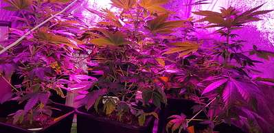 Growreport Bild 3