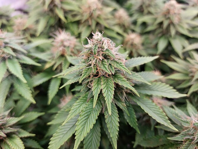 Growreport Bild 5