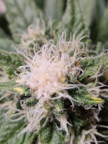 Growreport Bild 2
