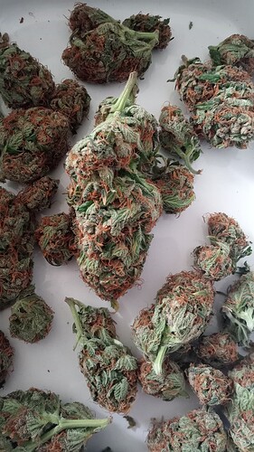 Growreport Bild 35