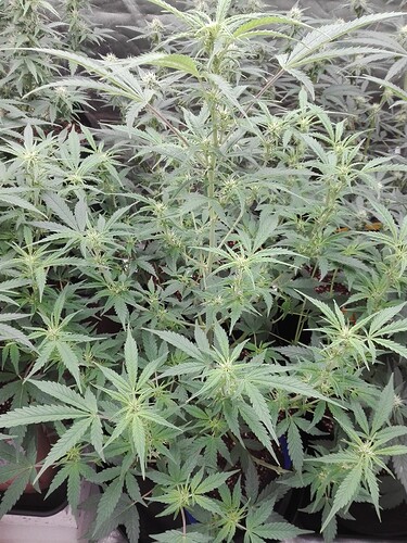 Growreport Bild 18