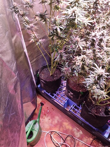 Growreport Bild 1