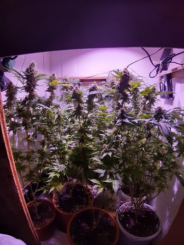 Growreport Bild 3