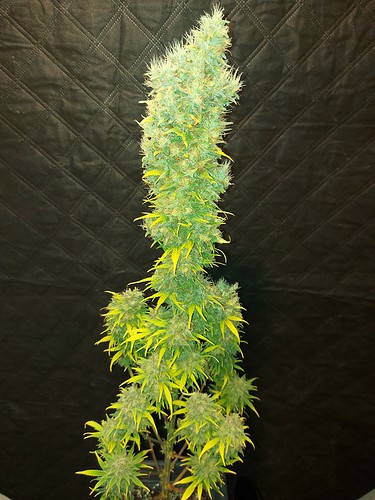 Growreport Bild 17