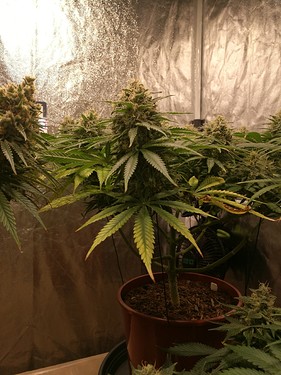 Growreport Bild 5