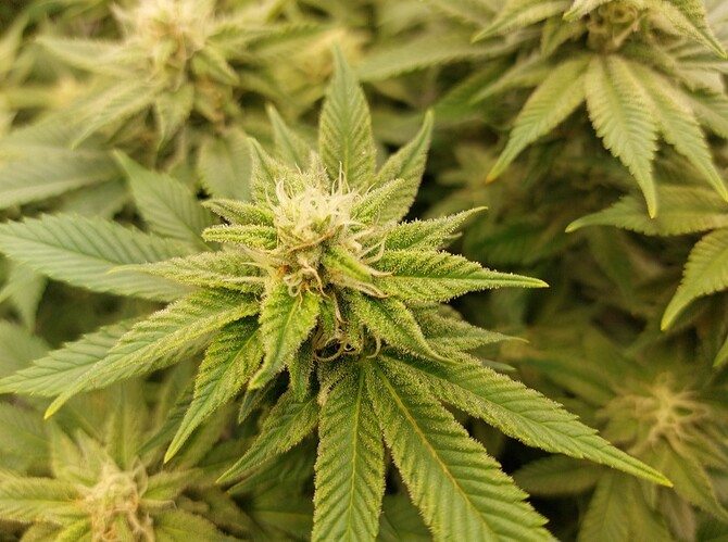 Growreport Bild 3