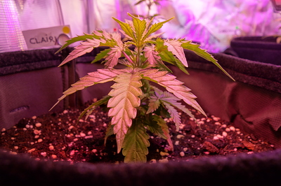 Ein junger Cannabissämling in einem Stofftopf, beleuchtet von einer violetten Grow-Lampe. Ein kleines Namensschild mit der Aufschrift "CLAIRY" ist links neben der Pflanze zu sehen.