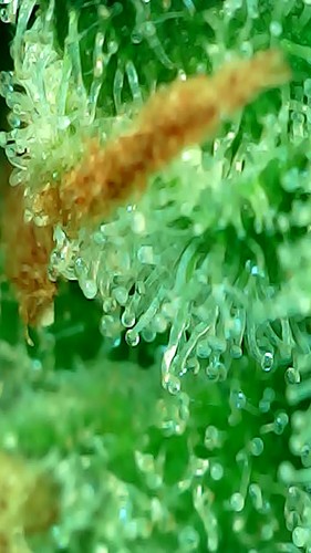 Growreport Bild 1