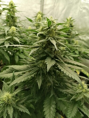 Growreport Bild 14