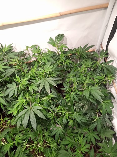 Growreport Bild 7