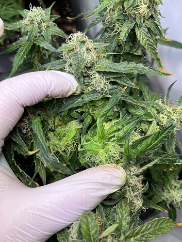 Growreport Bild 20