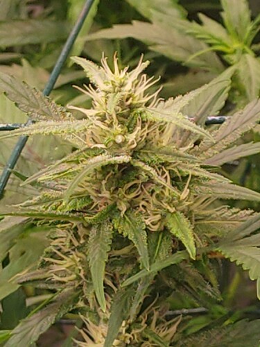 Growreport Bild 17