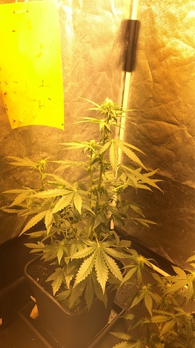 Growreport Bild 1