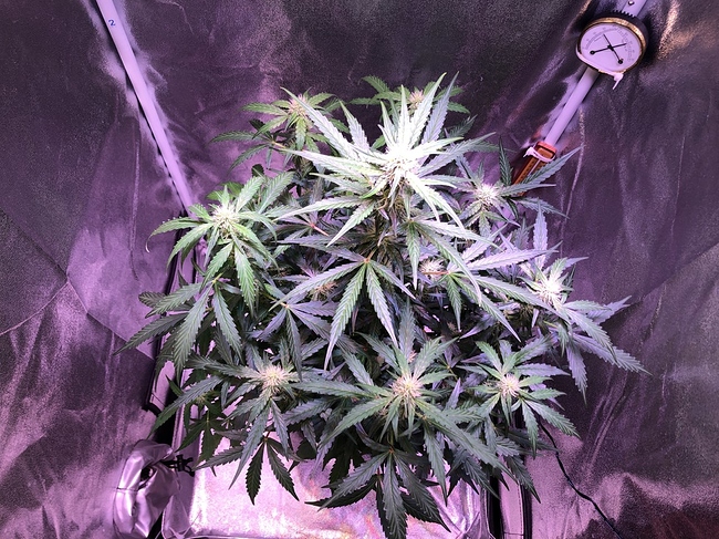 Growreport Bild 9