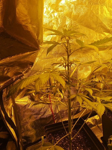 Growreport Bild 2