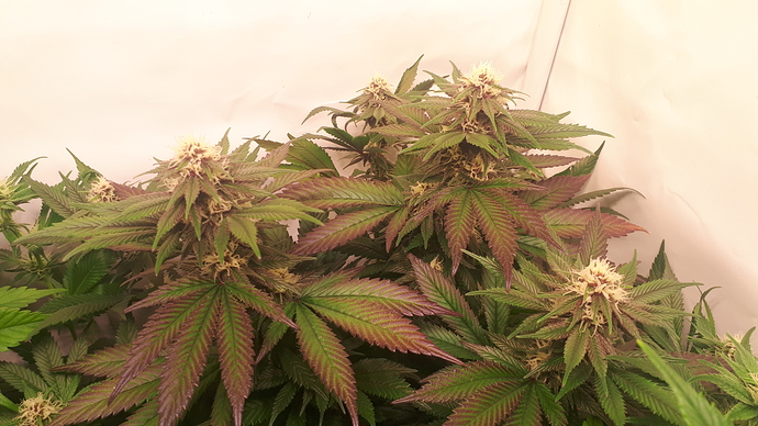 Growreport Bild 5