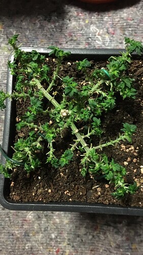 Growreport Bild 4