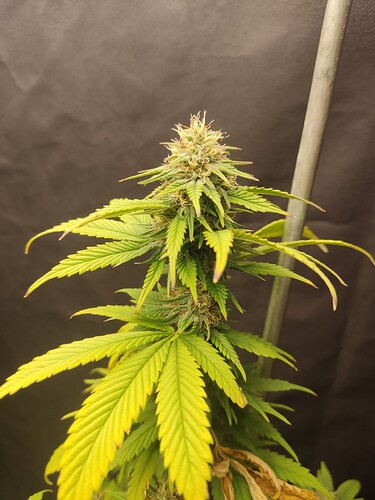 Growreport Bild 2
