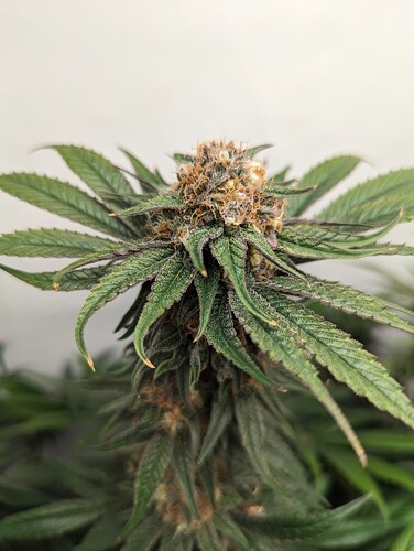 Growreport Bild 3