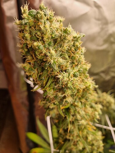 Growreport Bild 18