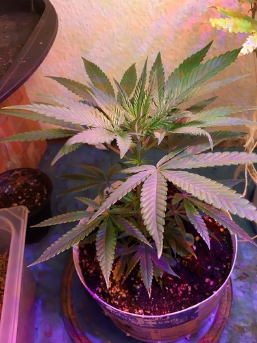 Growreport Bild 8