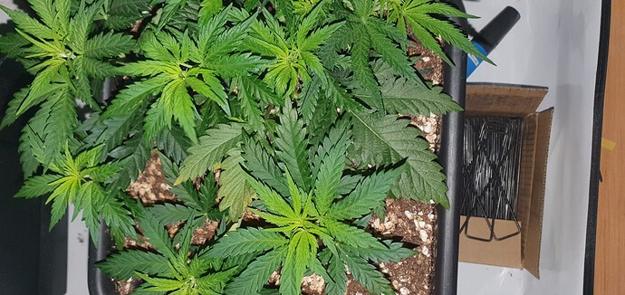 Growreport Bild 21