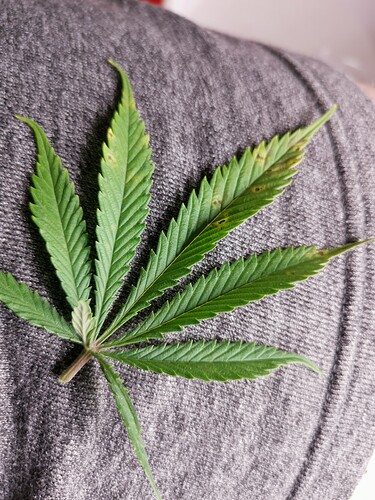 Growreport Bild 4