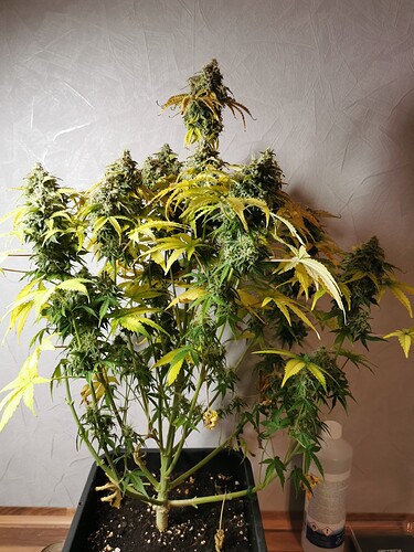 Growreport Bild 3