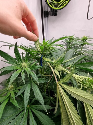 Growreport Bild 108