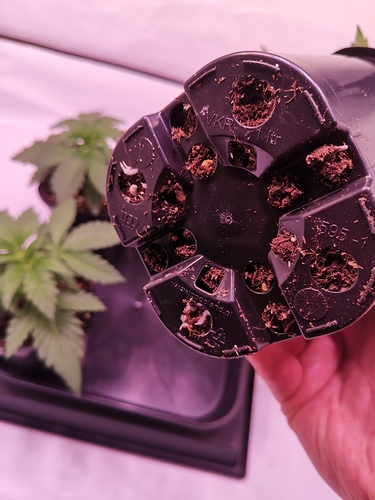 Growreport Bild 3