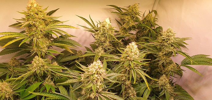 Growreport Bild 1