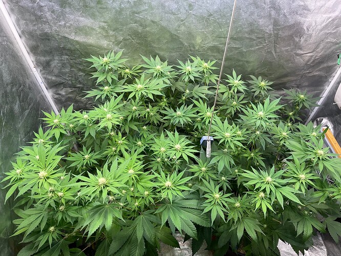 Growreport Bild 5