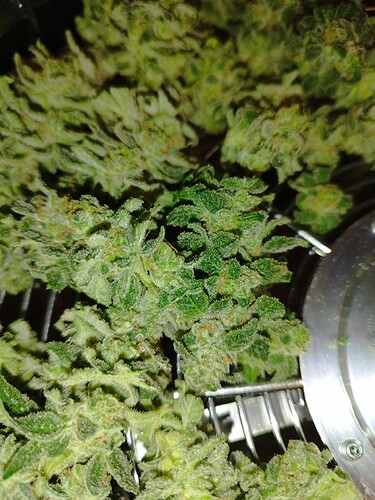 Growreport Bild 20