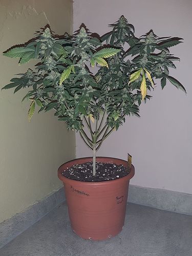 Growreport Bild 1