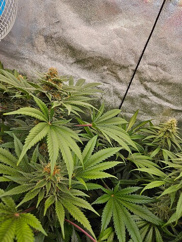 Growreport Bild 7
