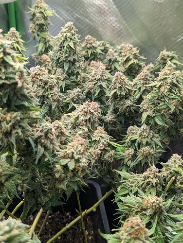 Growreport Bild 5