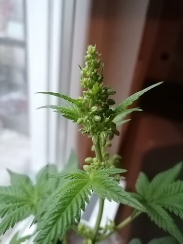 Growreport Bild 4