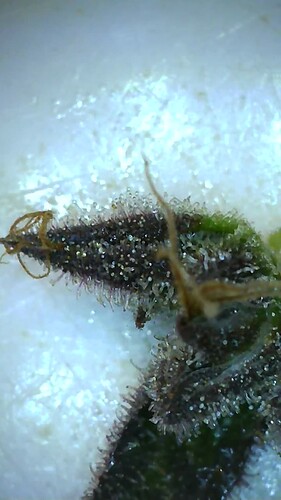 Growreport Bild 4
