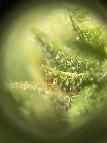 Growreport Bild 10