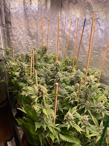 Growreport Bild 3