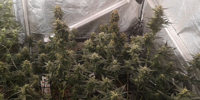 Growreport Bild 1