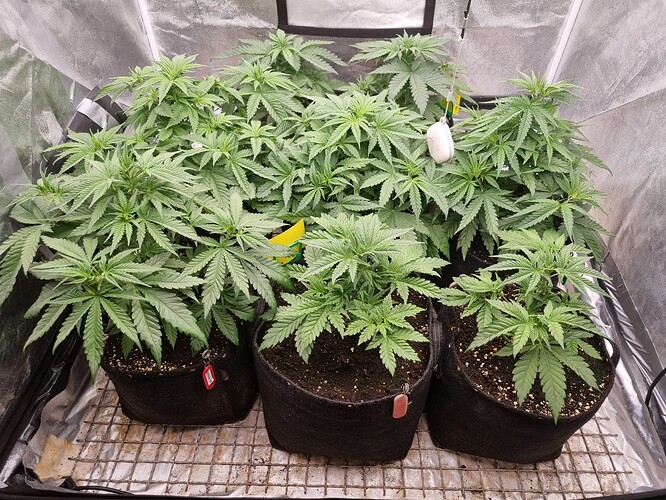 Growreport Bild 49